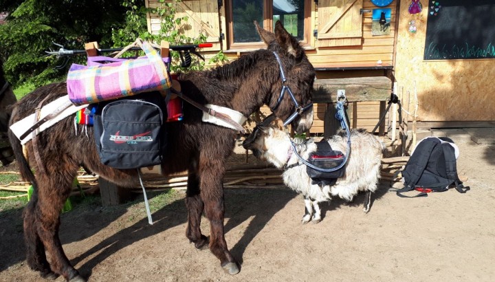 Esel, Ziegen & Kleintiere - IMG 1